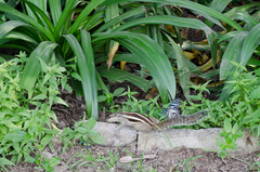 Funambulus pennantii