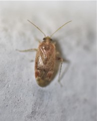 Hamatophylus guttulosus