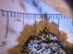 Entosthodon hungaricus