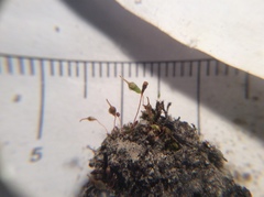 Entosthodon hungaricus