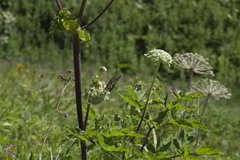 Papilio machaon hippocrates