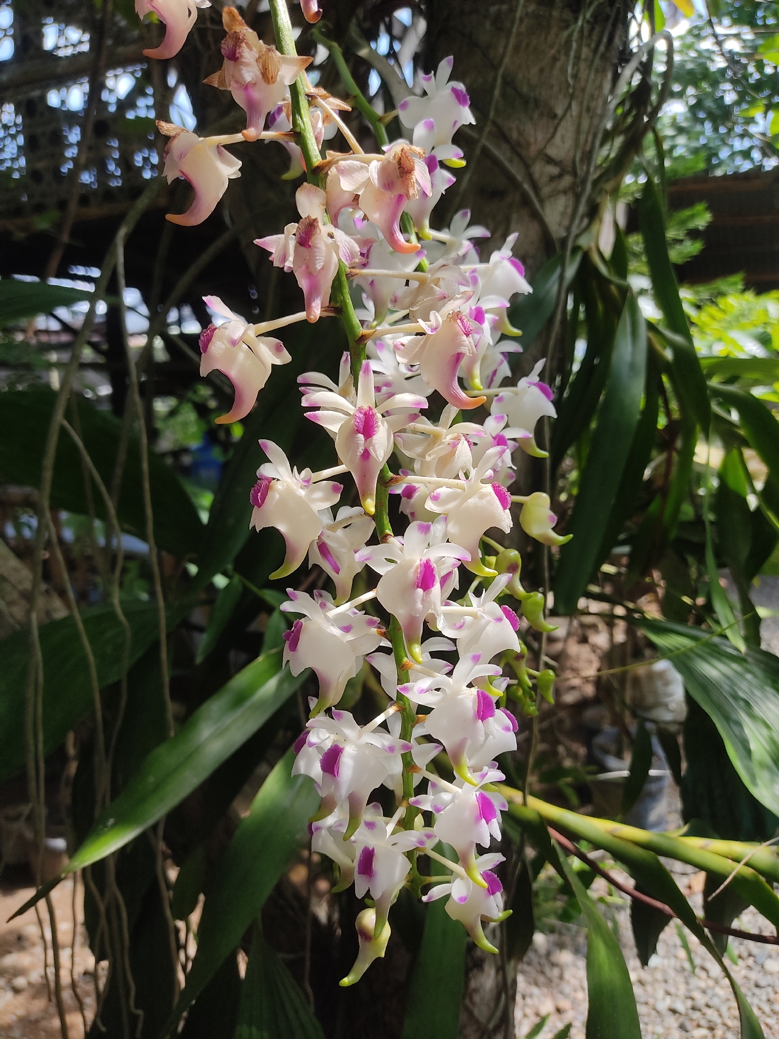Aerides lawrenceae Rchb.f. 2