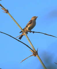 Gymnoris xanthocollis