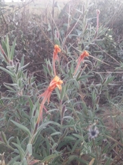 Oenothera mollissima