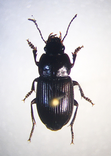 Dull-winged Harp Ground Beetle