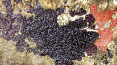 Chelonaplysilla violacea