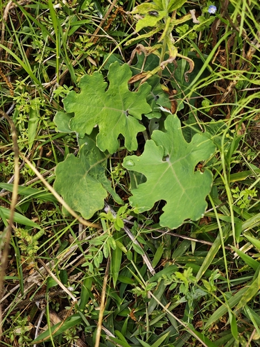 Macleaya cordata