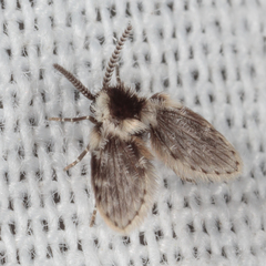 Lepiseodina conspicua