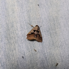 Lepidoptera
