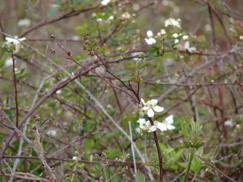 Rubus argutus