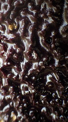 Chelonaplysilla violacea