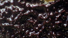 Chelonaplysilla violacea