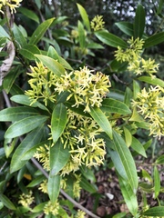 Anodendron affine