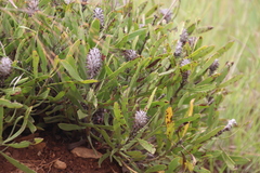 Leucospermum gerrardii image