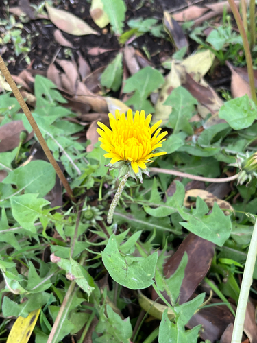 Taraxacum officinale × Taraxacum platycarpum iNat (1)
