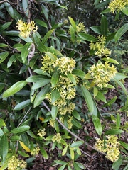 Anodendron affine