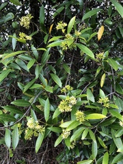 Anodendron affine