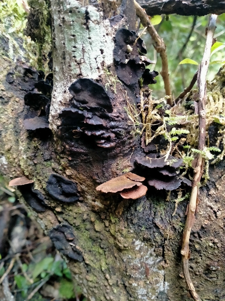 Hymenochaete microcycla · April 2026 · photo: © kiryn1 (iNaturalist, cc-by)