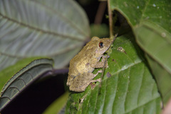 Diadem Robber Frog photo 3