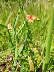 Lathyrus annuus