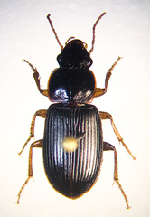 Harpalus compar