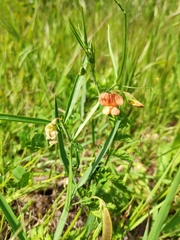 Lathyrus annuus