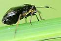 Capsus