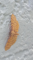Polygrammodes eleuata