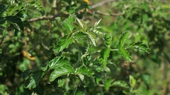Rubus rigidus