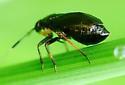 Capsus