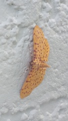 Polygrammodes eleuata