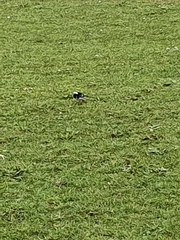 Motacilla alba