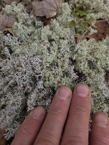 Cladonia mitis, 2026-04-23