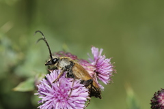 Trigonarthris