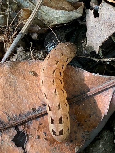 Pale-banded Dart photo 5