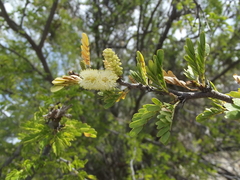 Vachellia brandegeana