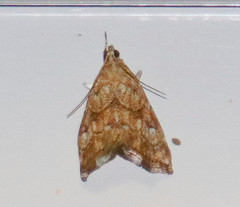 Evergestis rimosalis