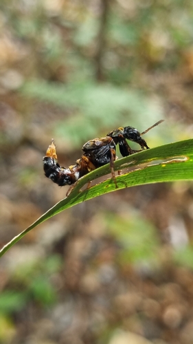 Leistotrophus versicolor