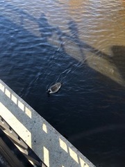 Branta canadensis