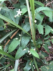 Rubus trianthus