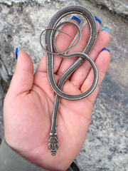 Masticophis taeniatus