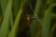Argiope catenulata