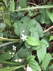 Rubus trianthus