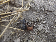 Philolithus aegrotus