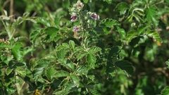 Rubus rigidus