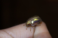 Phytholaema mutabilis