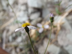 Coreocarpus parthenioides parthenioides