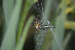 Orthetrum sabina