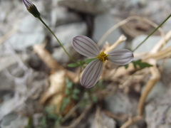 Coreocarpus parthenioides parthenioides