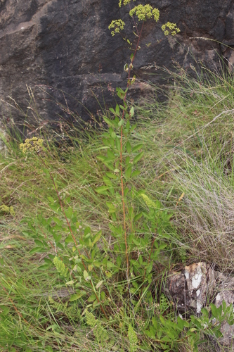 Heteromorpha involucrata image